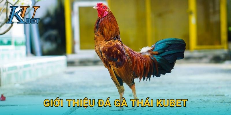 Giới thiệu đá gà Thái Kubet