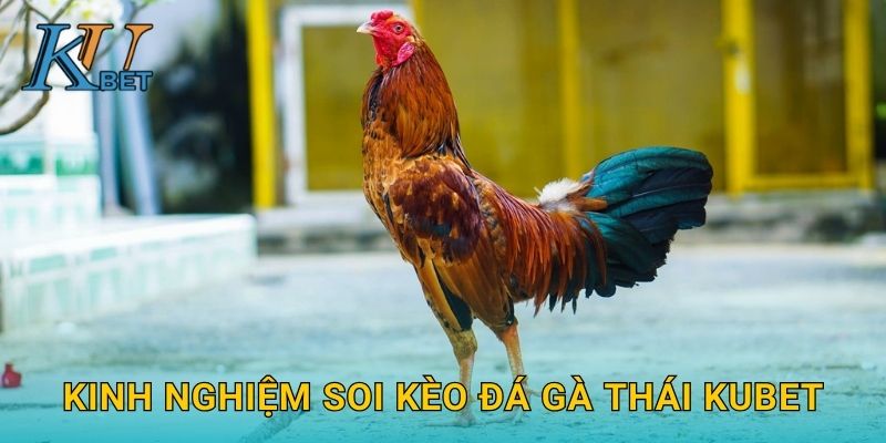 Kinh nghiệm soi kèo đá gà Thái Kubet