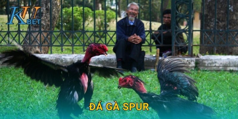 Đá gà Spur Kubet và nghệ thuật chiến đấu gà cựa sắt Kubet