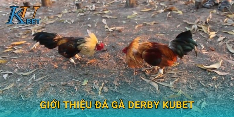 Đá gà Derby Kubet và giải đấu đỉnh cao tại Kubet 2 Giới thiệu đá gà Derby Kubet