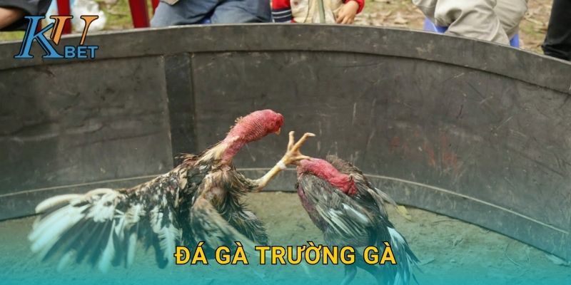 Đá gà trường gà Kubet và không khí náo nhiệt tại Kubet 1 Đá gà trường gà Kubet và không khí náo nhiệt tại Kubet