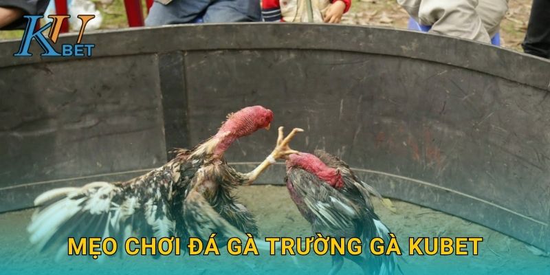 Đá gà trường gà Kubet và không khí náo nhiệt tại Kubet 3 Mẹo chơi đá gà trường gà Kubet